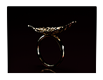 Rings with a Feather. Jewelry design and 3D Rendering. Sculpted jewellery.